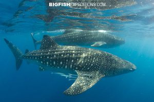 Whale sharks in Mexico