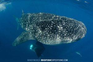 Whale Sharks