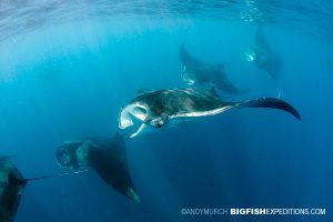 Whale Sharks