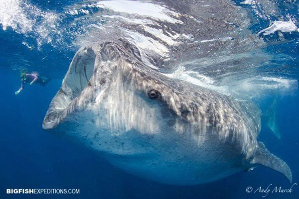 Whale Sharks