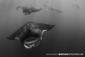 Manta Rays