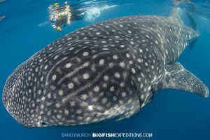 Whale Sharks