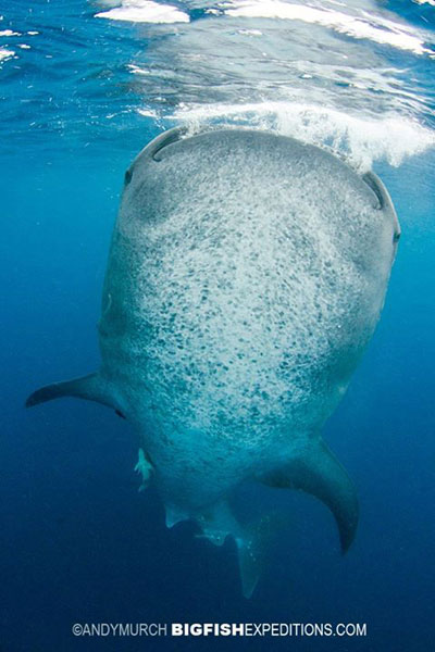 Whale Sharks