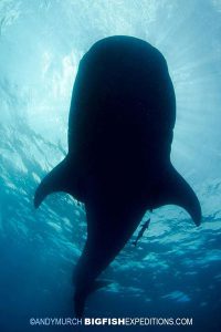 Whale Sharks