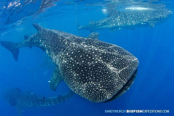 Whale Sharks