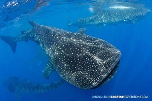 Whale Sharks