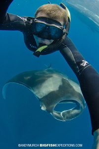 Whale Sharks