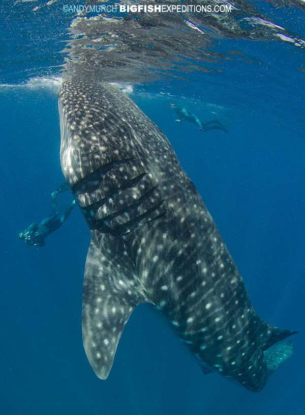 Whale Sharks Selfie