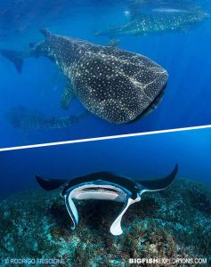Whale Sharks and Manta Valley Diving