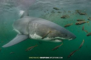 White Shark Seal Island