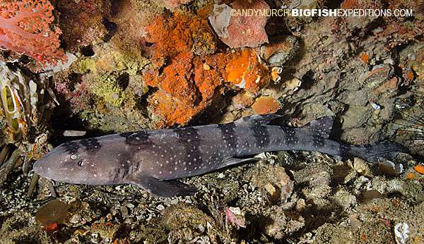 Dive with bamboo sharks