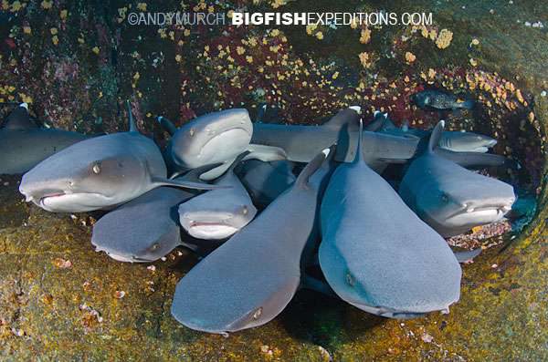 Whitetip Sharks Roca Partida