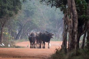 wild water buffalo Sri Lanka Safari