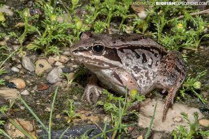 Wood frog, Churchill Canada