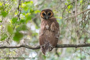 Brown Wood Owl Sri Lanka Safari