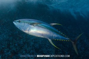 Yellowfin Tuna