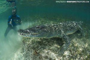 Snorkeling with crocodiles