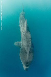 A basking shark swimming below a diver in Scotland