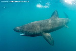 Basking shark diving