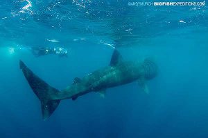 Diver with a basking shark