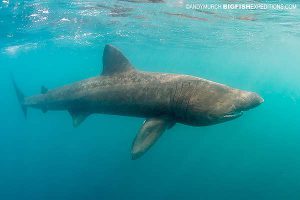 A basking shark diving in Scotland