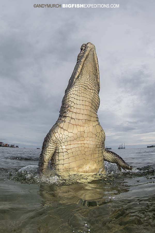 Breaching crocodile