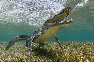 American crocodile in Chinchorro, Mexico