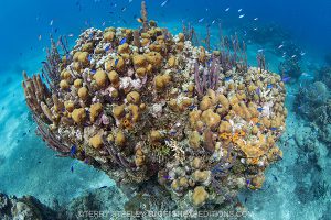 Reef diving in Chinchorro Atoll