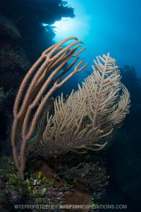 Beautiful Mexican reef diving