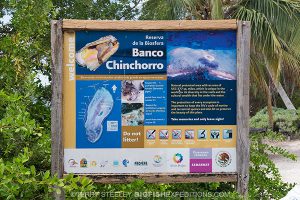 Banco Chinchoro reserve