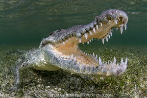 Diving with crocodiles in Mexico
