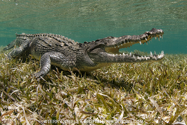 Crocodile diving in Mexico
