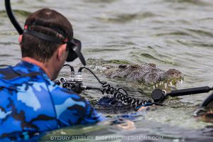 Face to face with a crocodile