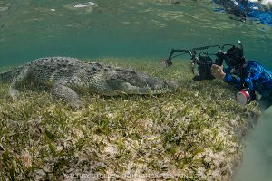 Crocodile diving