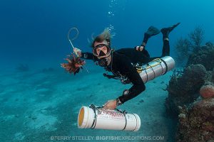 Collecting lionfish for crocodile bait at Chinchorro bank