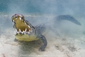 Croc diving Mexico