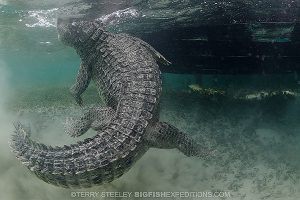 A feisty American crocodile at Chinchorro Atoll