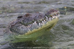 Diving with crocodiles