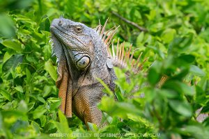 Green Iguana at Chinchorro Bank