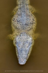 American crocodile at Chinchorro Bank