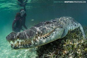 Crocodile diving