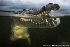 Crocodile split underwater diving