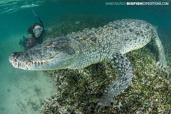 Diver with a huge American crocodile in Mexico