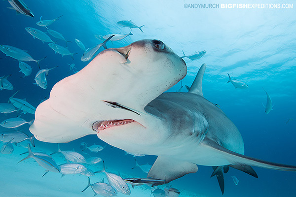 Great Hammerhead shark diving.