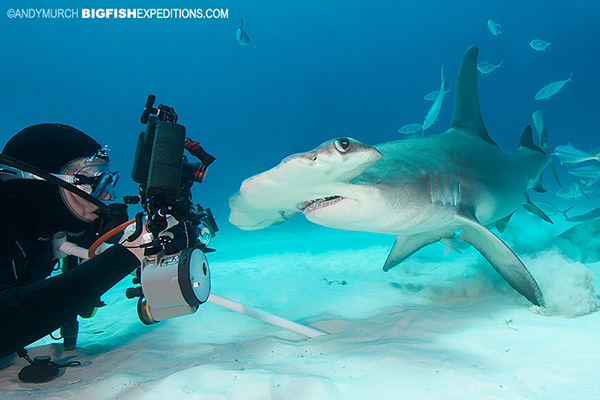 Great hammerhead diving