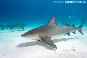 Bull Shark