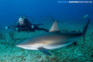 Triangle Rocks with Caribbean reef shark