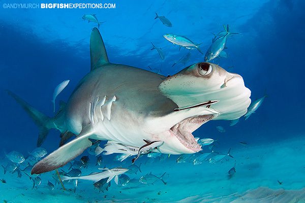 Great Hammerhead feeding