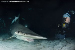 Great Hammerhead night diving