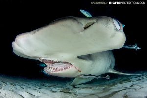 Great Hammerhead night diving